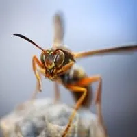 paper wasps