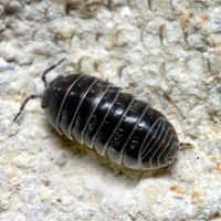 Pill Bugs In House