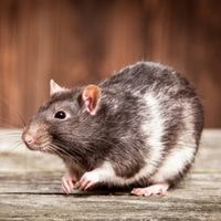 rat infestation inside your home