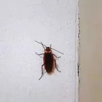 reason behind cockroaches in the walls