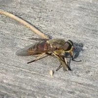 reasons behind horse flies in house