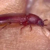 red flour beetle