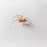 red house spider