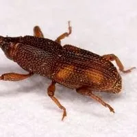 rice weevils