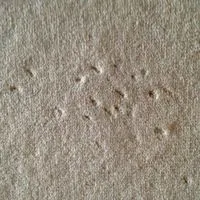 signs which indicate bed bugs