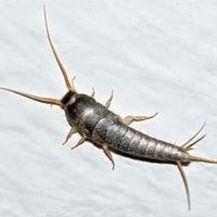 silverfish bugs