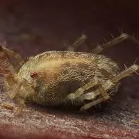 straw itch mites