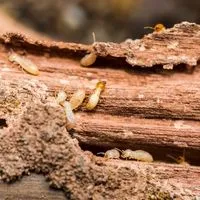 termite fumigation