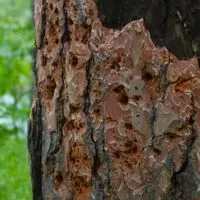 termite holes in tree