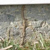 termite mud in the yard