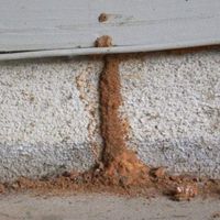 Termite Mud Tubes In Yard