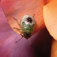 things that attract stink bugs