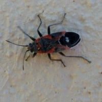 Tiny Black Bugs In Arizona