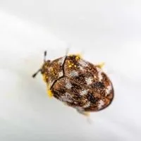 tiny flying beetles in the house