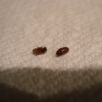 Tiny Red Bugs In Bed