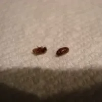 tiny red bugs in bed