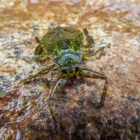 Types Of Swimming Pool Bugs