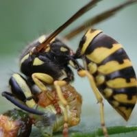 wasp lifespan