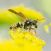 wasps bugs