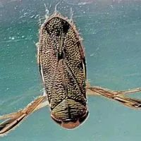 water boatman bug