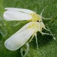 whiteflies