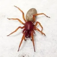 woodlouse hunter spider