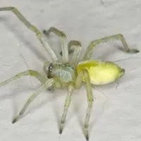 Yellow Sac Spiders In House