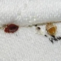 bed bug shells