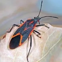 boxelder bugs