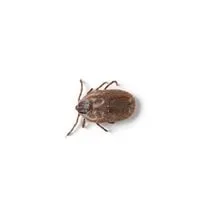 brown dog tick