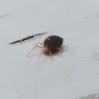 Clover Mites Arizona