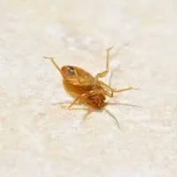 dead bed bugs at home