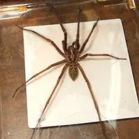 get rid of hobo spiders in your home