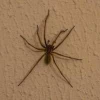 How To Get Rid Of Hobo Spiders In Your Home