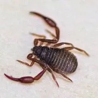 pseudoscorpion