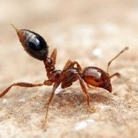 Random Ants In House No Trail