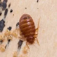 time it take for a bed bug to mature