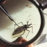 Where Do Kissing Bugs Hide In A Home