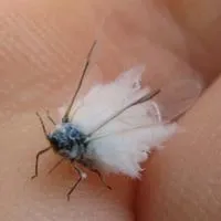 white flying bugs