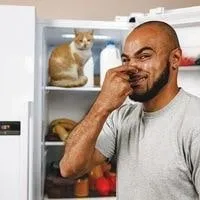 How to get odor out of refrigerator 2023 guide