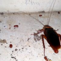 Cockroach Nesting Habits Preferred Egg-Laying Sites