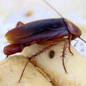 How To Kill Cockroach Eggs