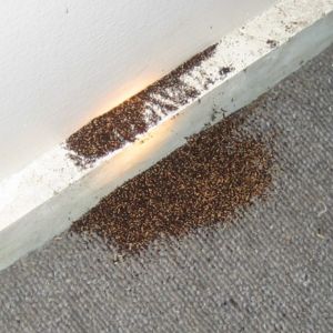 Termite Droppings But NO Termites