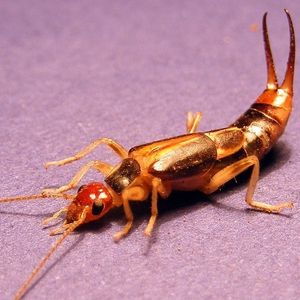 What Are Earwigs A Sign Of